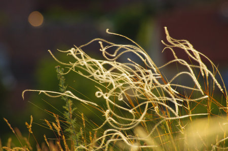 Delicate golden grasses dance in the soft, warm glow of evening sunlight. A tranquil scene evoking peace and natural beauty, perfect for serene backdrops and contemplative themes.の写真素材