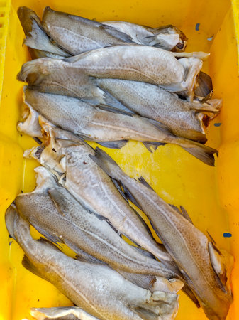 Freshly caught fish stored in a vibrant yellow container, ready for market sale or culinary use.