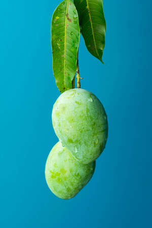 Green mango isolatedの写真素材