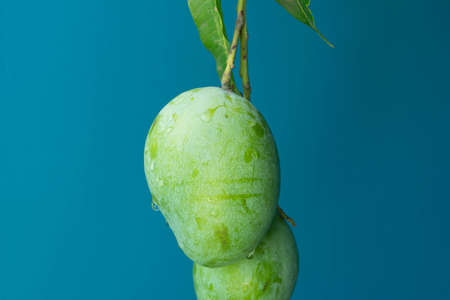 Green mango isolatedの写真素材