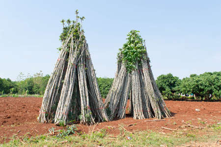 Pile of cassava tree on the groundの写真素材