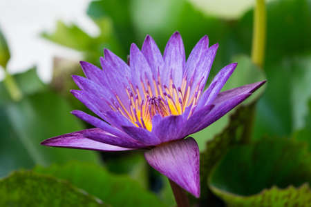 Purple Lotus fresh colorの写真素材