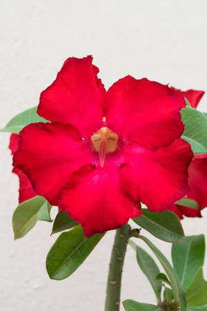 Desert Rose is a flower. flower Red Adeniumの写真素材