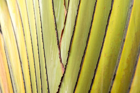 Close up  Ravenala madagascariensis Palmの写真素材