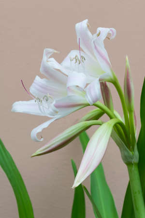 White flower Flowering Aloe millionaire Nang Kwak  in Thailandの写真素材