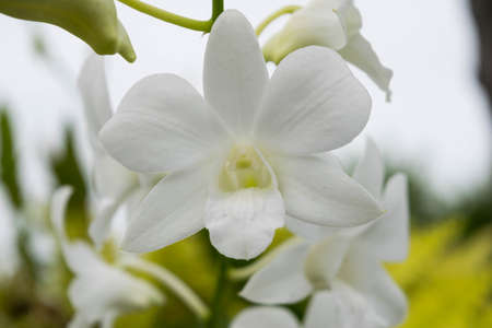 White orchid in gardenの写真素材