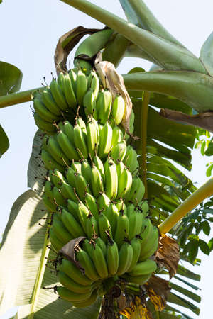 Banana tree with a bunch of bananasの写真素材