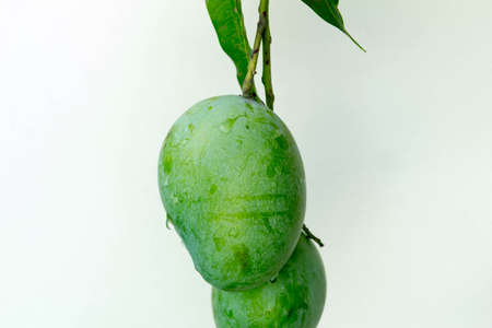 Fresh green mango isolated on a white backgroundの写真素材