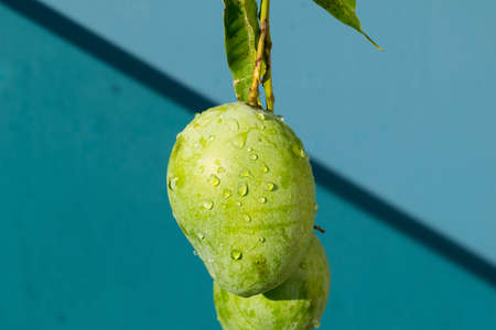 Fresh green mango isolated on a blue backgroundの写真素材