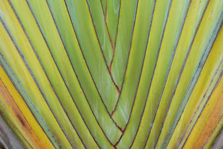 Close up  Ravenala madagascariensis Palmの写真素材
