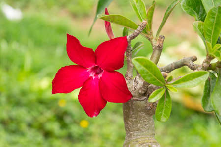 Desert Rose is a flower. flower Red Adenium.の写真素材