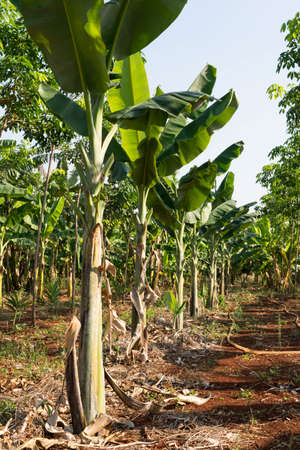 Banana tree plantation in natureの写真素材
