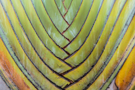 Close up  Ravenala madagascariensis Palmの写真素材