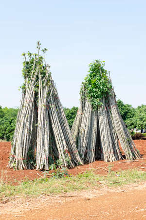 Pile of cassava tree on the groundの写真素材