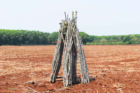 Pile of cassava tree on the groundの写真素材