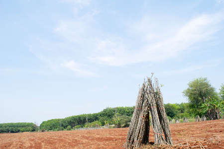 Pile of cassava tree on the groundの写真素材