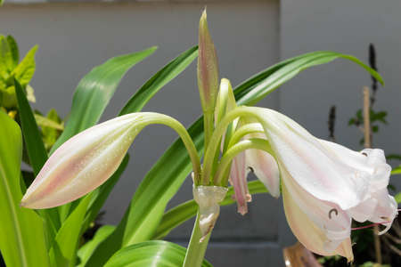 White flower Flowering Aloe millionaire Nang Kwak  in Thailandの写真素材