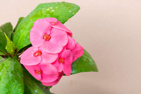 Pink color crown of thorns flowersの写真素材