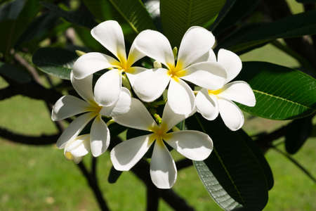White frangipani flowerの写真素材