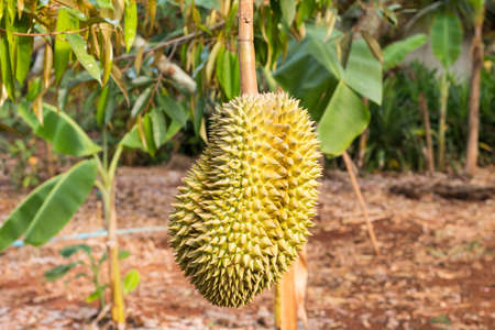 Durian Tree and Durian MonThong, Fruit in Thailand