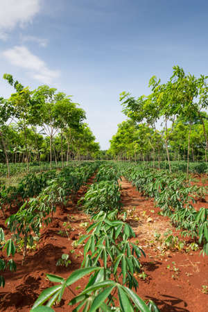 Cassava plantation in Thailandの写真素材