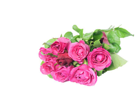 Red rose in center of pink roses isolated on white backgroundの写真素材