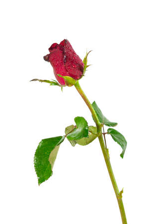 One red roses isolated on white backgroundの写真素材