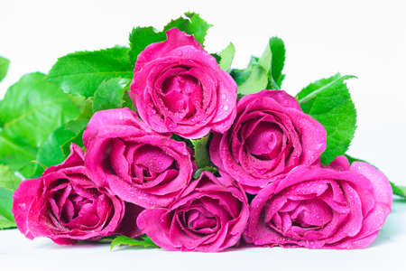 Pink roses isolated on white backgroundの写真素材