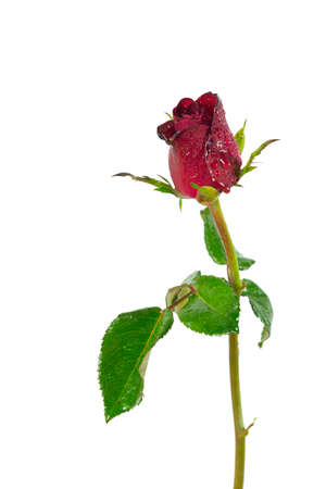 One red roses isolated on white backgroundの写真素材