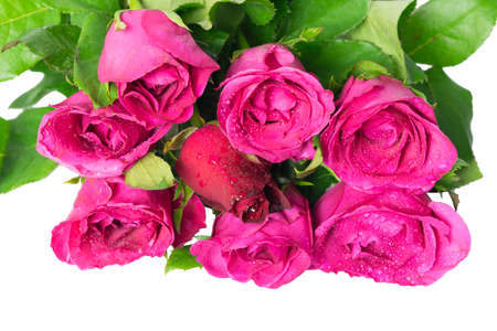 Red rose in center of pink roses isolated on white backgroundの写真素材