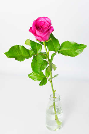 One pink roses isolated on white backgroundの写真素材