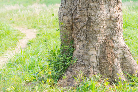 tree on grass green(stub)の写真素材