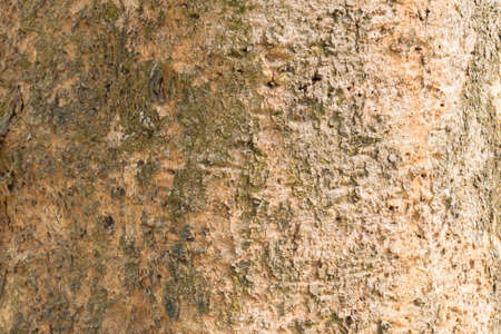 wood texture for backgroundの写真素材