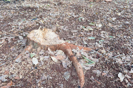 tree stumpの写真素材