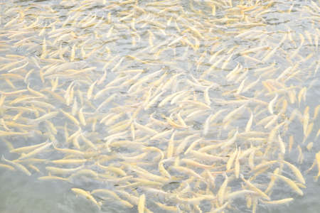 Yellow trout,.の写真素材