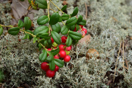 Berries on a branch.の写真素材