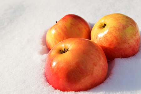 Red and yellow apples on the snow.の写真素材