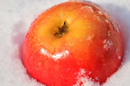 Red apple on white snow.の写真素材