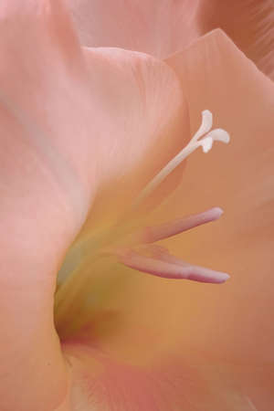 flower in macro photography photoの写真素材