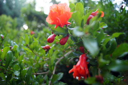 red blossom flowers in the bushの写真素材