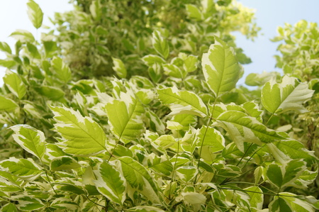 green leafsの写真素材