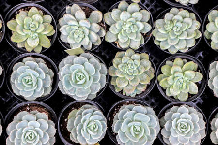 small succulent plants in a rowの写真素材