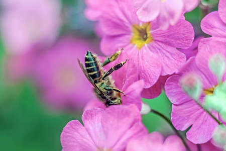 bee gathering honey from pink flowerの写真素材