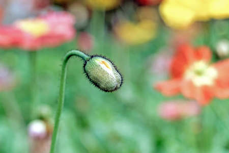 close up of poppy flower budの写真素材