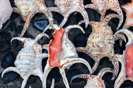 Colorful sea shells on groundの写真素材