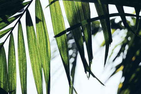 long green leaves on plantの写真素材