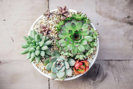 colorful succulent plants in white pot