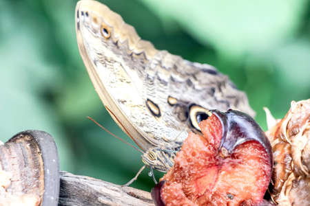 close up of a butterfly eating fruitの写真素材