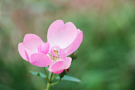 a blooming pink rose flowerの写真素材