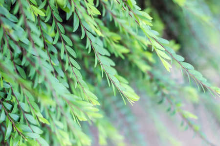 plant with small green leaves in springの写真素材